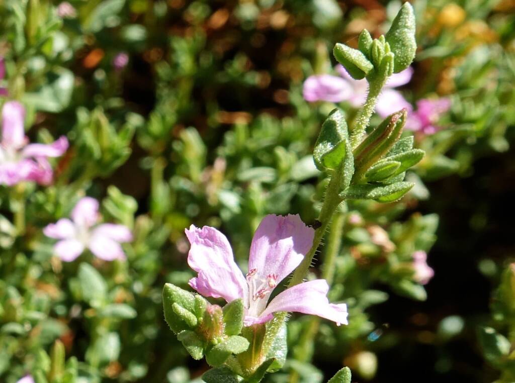 Heart-leaved Frankenia (Frankenia cordata)