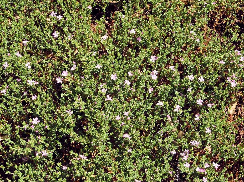 Heart-leaved Frankenia (Frankenia cordata)
