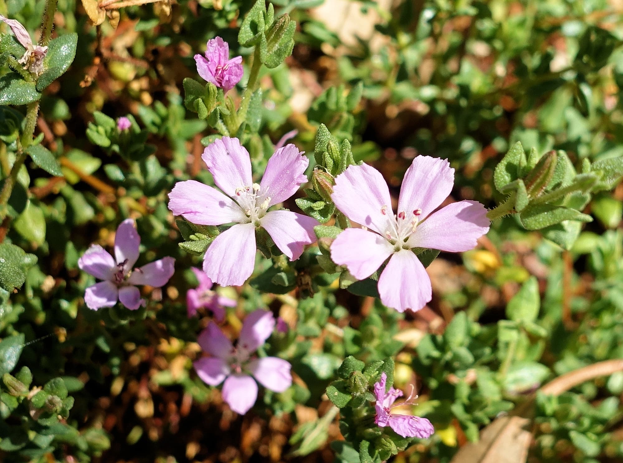 Heart-leaved Frankenia (Frankenia cordata)