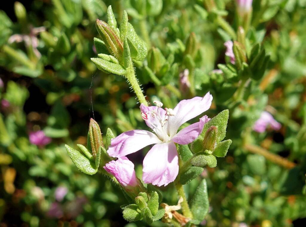 Heart-leaved Frankenia (Frankenia cordata)