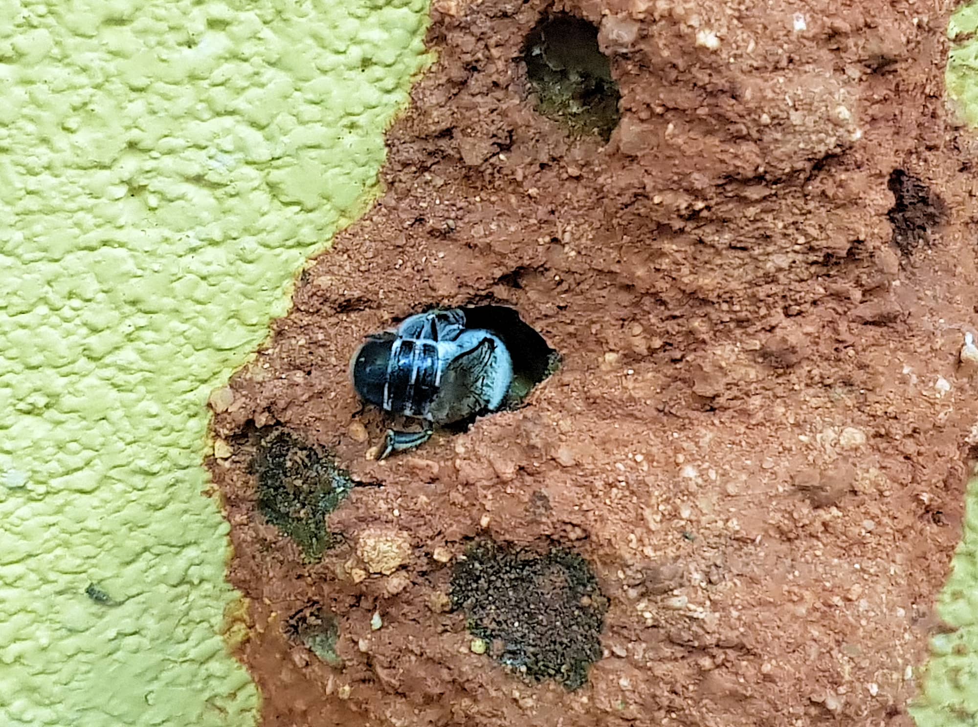 Nesting behaviour of the Golden-browed Resin Bee (Megachile aurifrons), Alice Springs, NT