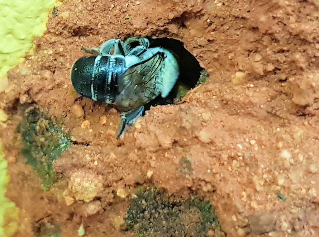 Nesting behaviour of the Golden-browed Resin Bee (Megachile aurifrons), Alice Springs, NT
