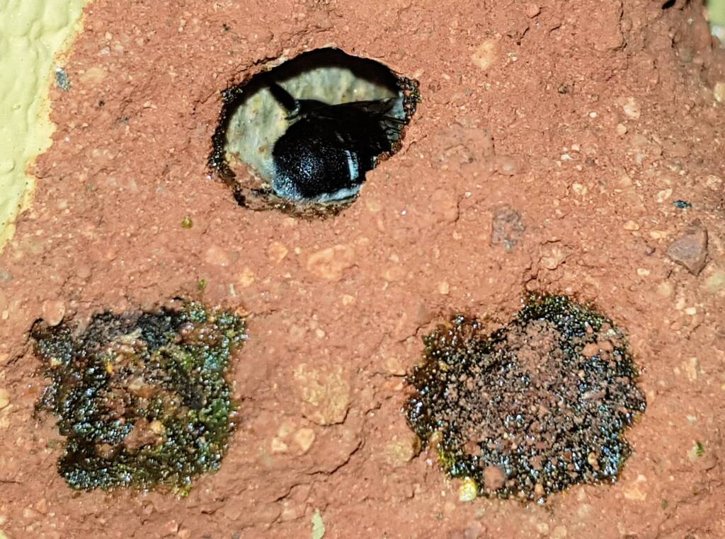 Nesting behaviour of the Golden-browed Resin Bee (Megachile aurifrons), Alice Springs, NT