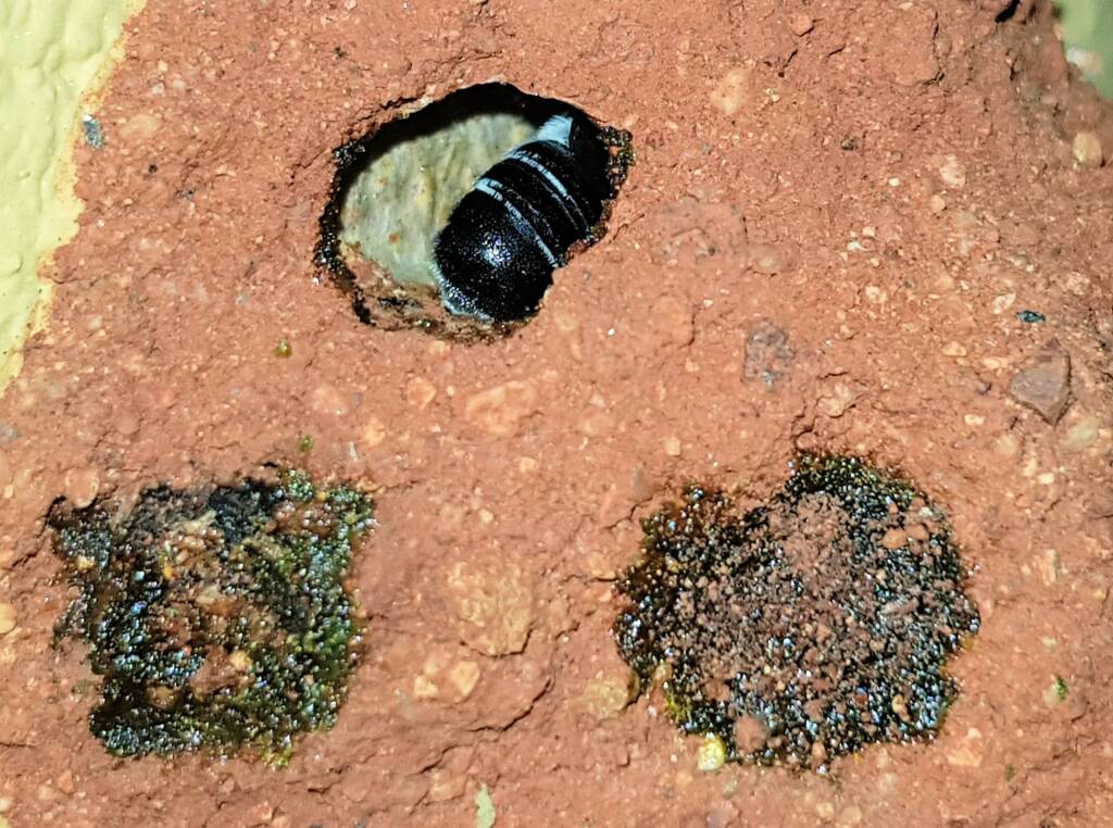 Nesting behaviour of the Golden-browed Resin Bee (Megachile aurifrons), Alice Springs, NT