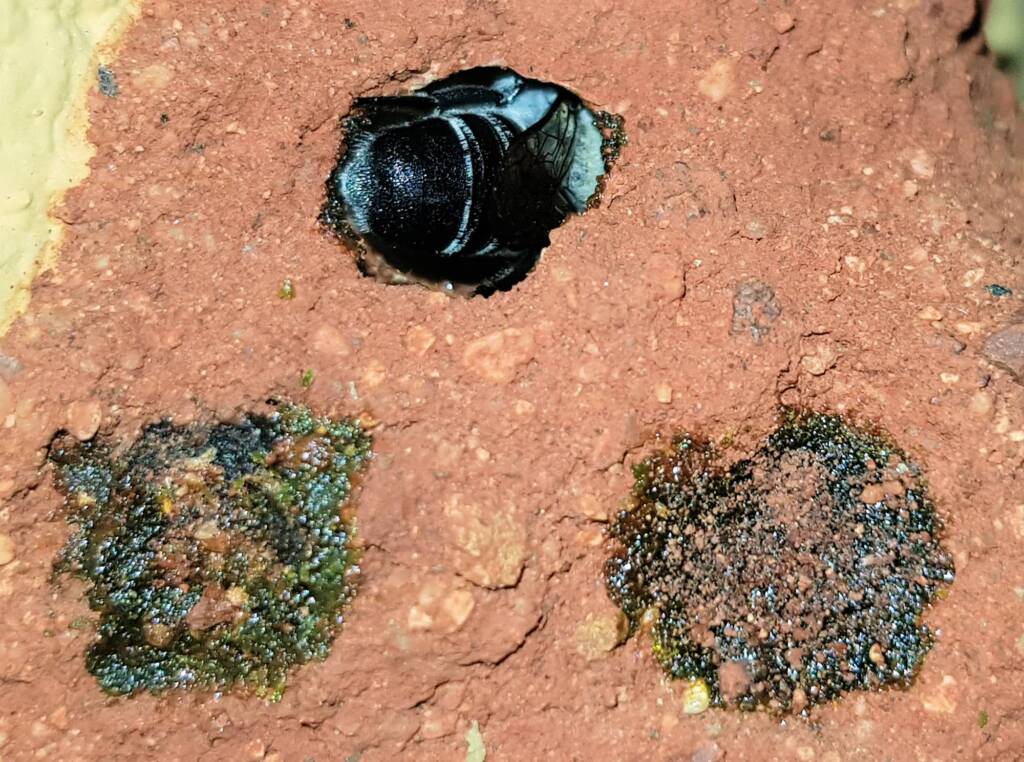 Nesting behaviour of the Golden-browed Resin Bee (Megachile aurifrons), Alice Springs, NT