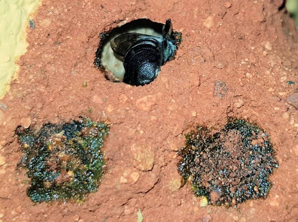 Nesting behaviour of the Golden-browed Resin Bee (Megachile aurifrons), Alice Springs, NT