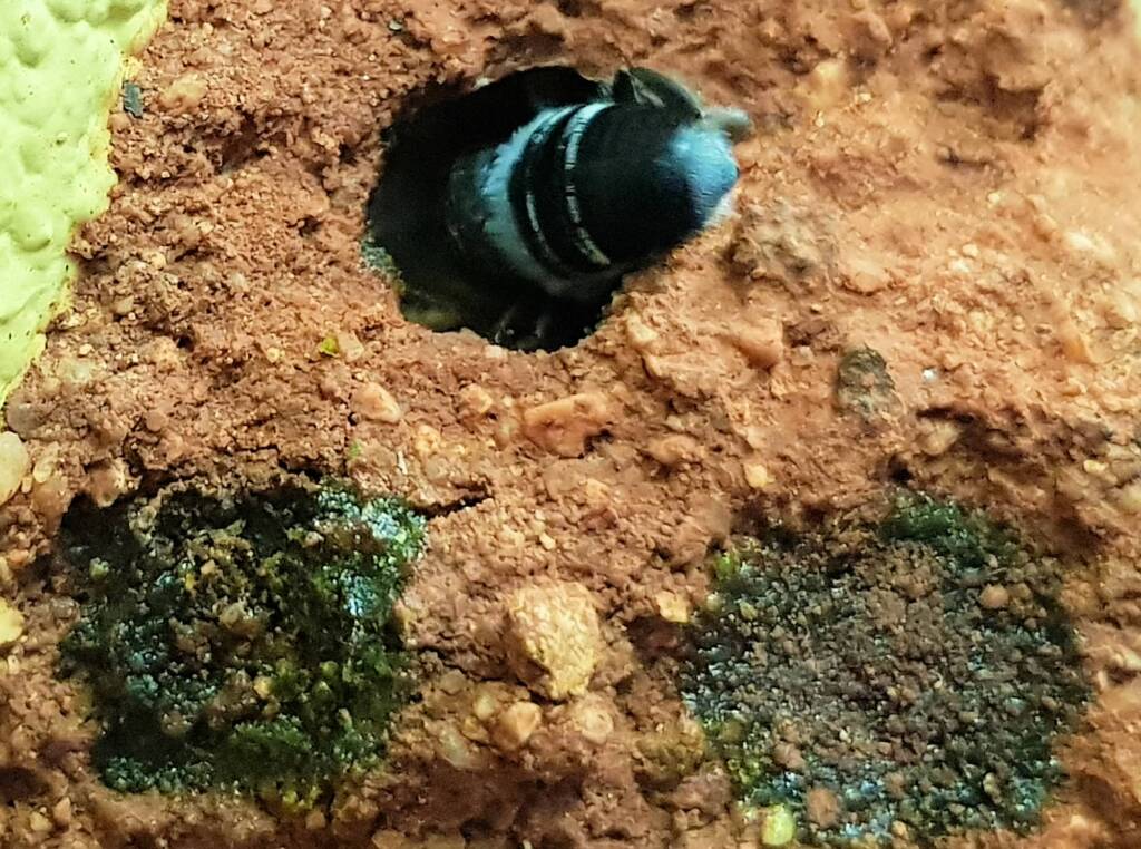 Nesting behaviour of the Golden-browed Resin Bee (Megachile aurifrons), Alice Springs, NT