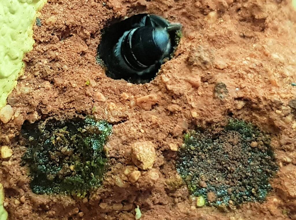 Nesting behaviour of the Golden-browed Resin Bee (Megachile aurifrons), Alice Springs, NT