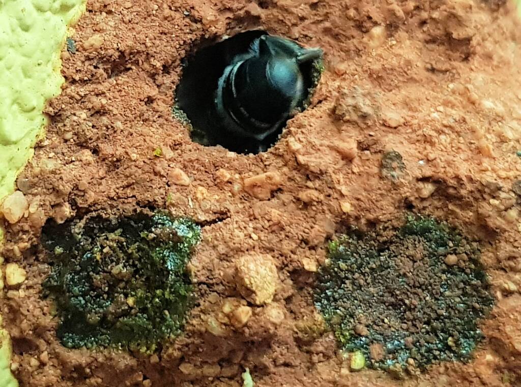Nesting behaviour of the Golden-browed Resin Bee (Megachile aurifrons), Alice Springs, NT