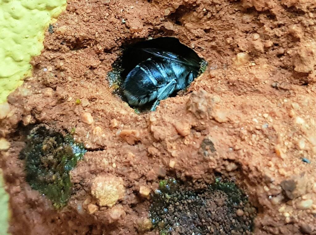 Nesting behaviour of the Golden-browed Resin Bee (Megachile aurifrons), Alice Springs, NT