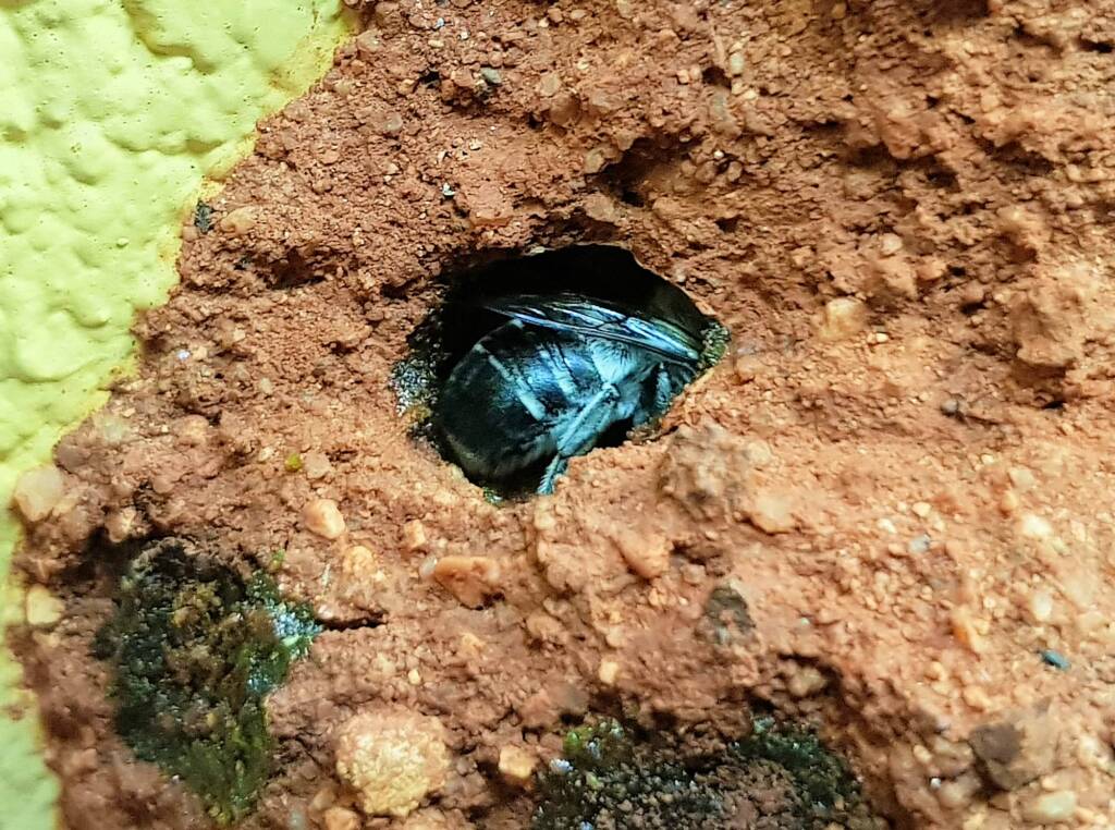 Nesting behaviour of the Golden-browed Resin Bee (Megachile aurifrons), Alice Springs, NT