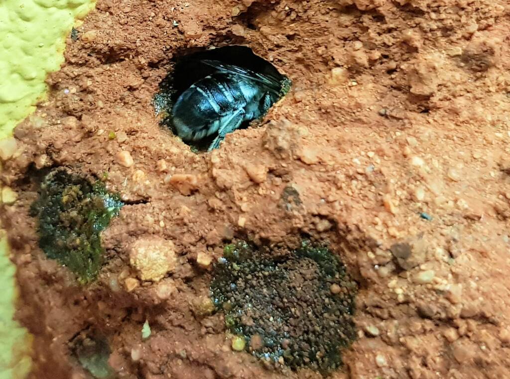 Nesting behaviour of the Golden-browed Resin Bee (Megachile aurifrons), Alice Springs, NT