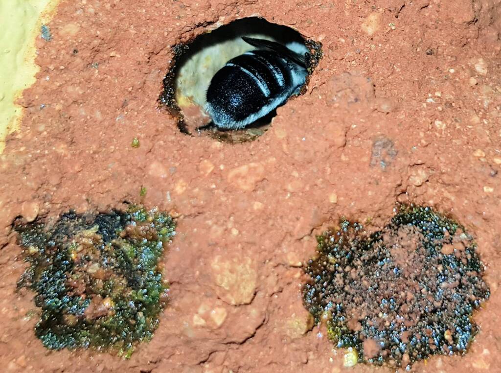 Nesting behaviour of the Golden-browed Resin Bee (Megachile aurifrons), Alice Springs, NT
