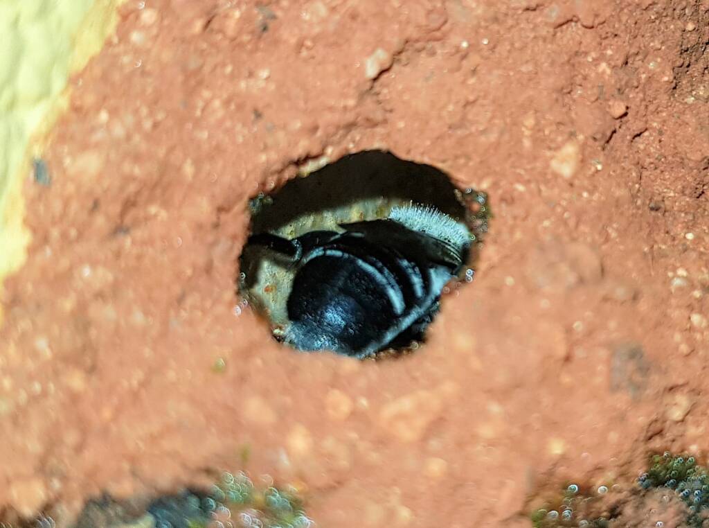 Nesting behaviour of the Golden-browed Resin Bee (Megachile aurifrons), Alice Springs, NT