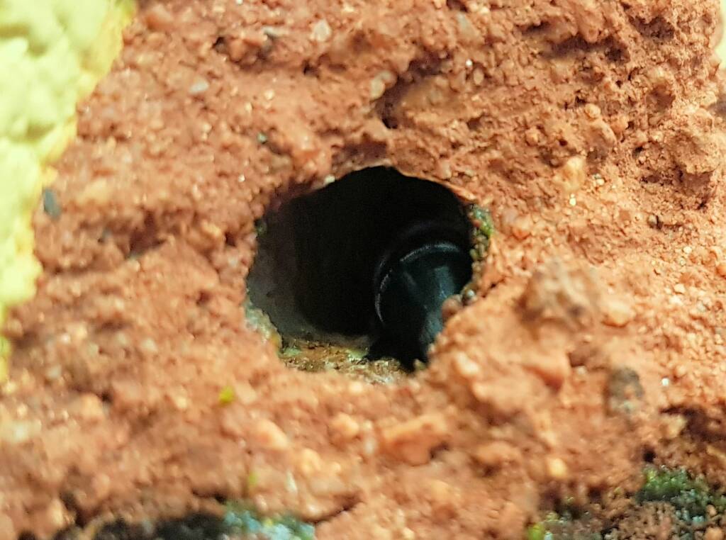 Nesting behaviour of the Golden-browed Resin Bee (Megachile aurifrons), Alice Springs, NT