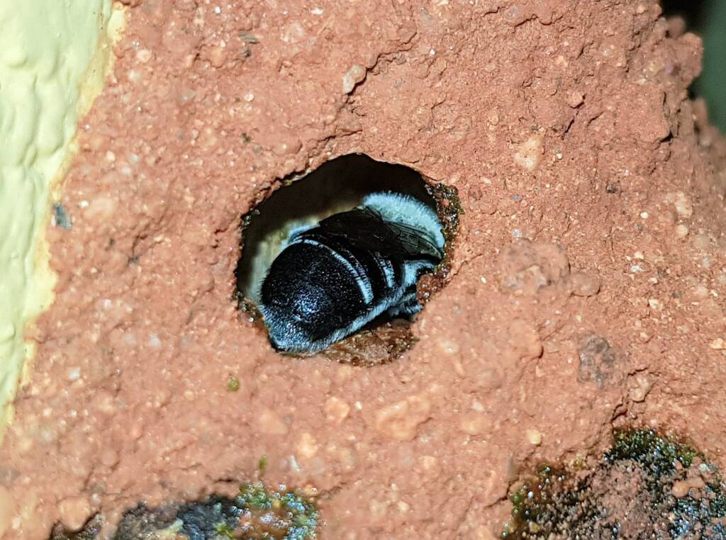 Nesting behaviour of the Golden-browed Resin Bee (Megachile aurifrons), Alice Springs, NT
