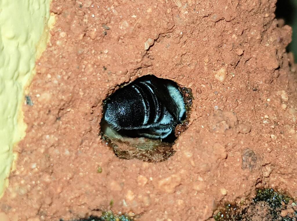 Nesting behaviour of the Golden-browed Resin Bee (Megachile aurifrons), Alice Springs, NT