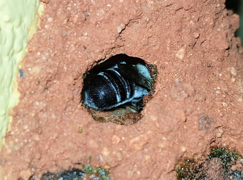 Nesting behaviour of the Golden-browed Resin Bee (Megachile aurifrons), Alice Springs, NT