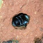Nesting behaviour of the Golden-browed Resin Bee (Megachile aurifrons), Alice Springs, NT
