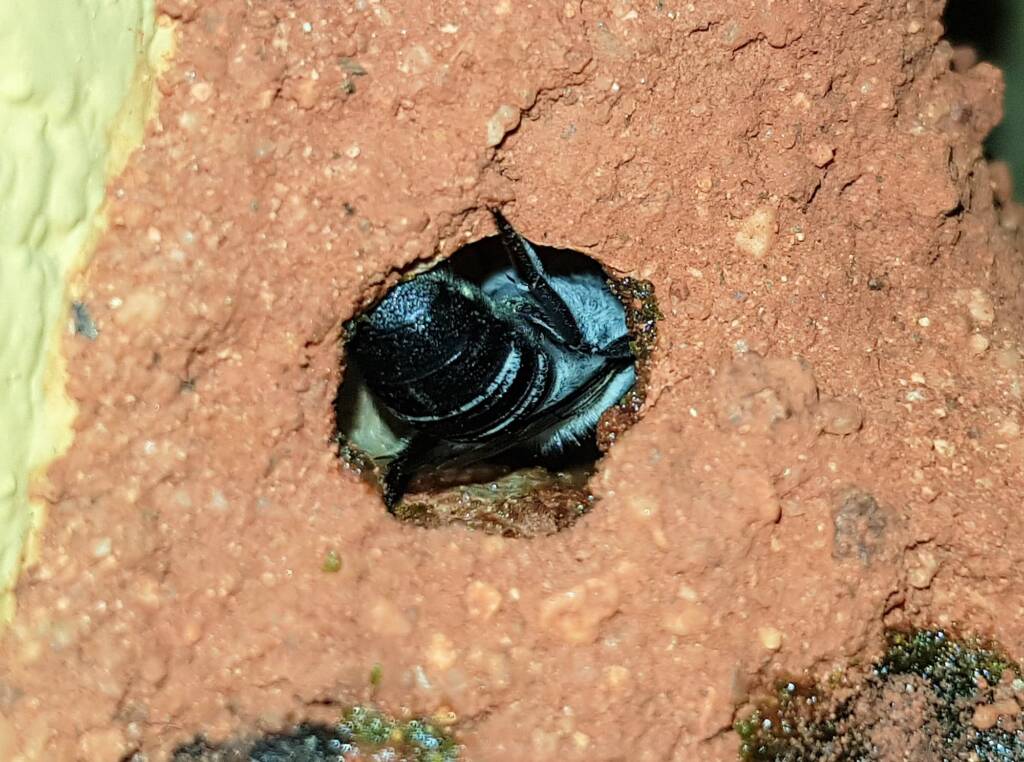 Nesting behaviour of the Golden-browed Resin Bee (Megachile aurifrons), Alice Springs, NT