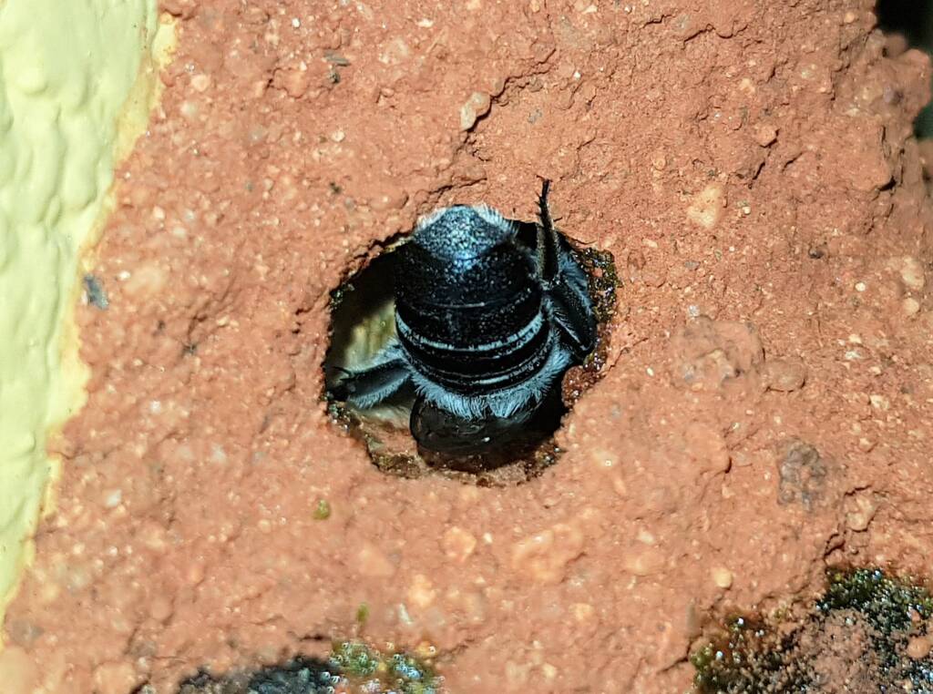 Nesting behaviour of the Golden-browed Resin Bee (Megachile aurifrons), Alice Springs, NT