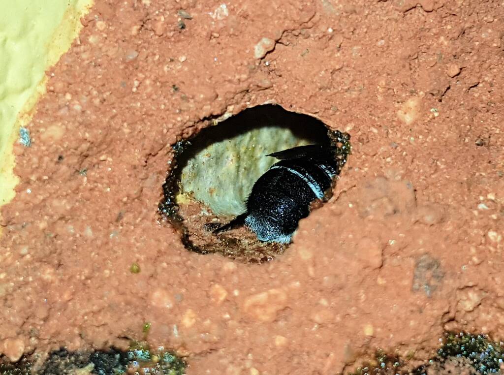 Nesting behaviour of the Golden-browed Resin Bee (Megachile aurifrons), Alice Springs, NT