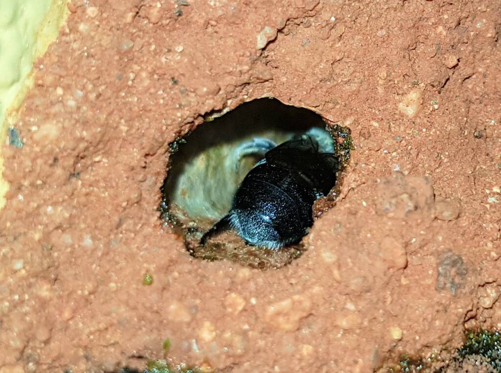 Nesting behaviour of the Golden-browed Resin Bee (Megachile aurifrons), Alice Springs, NT