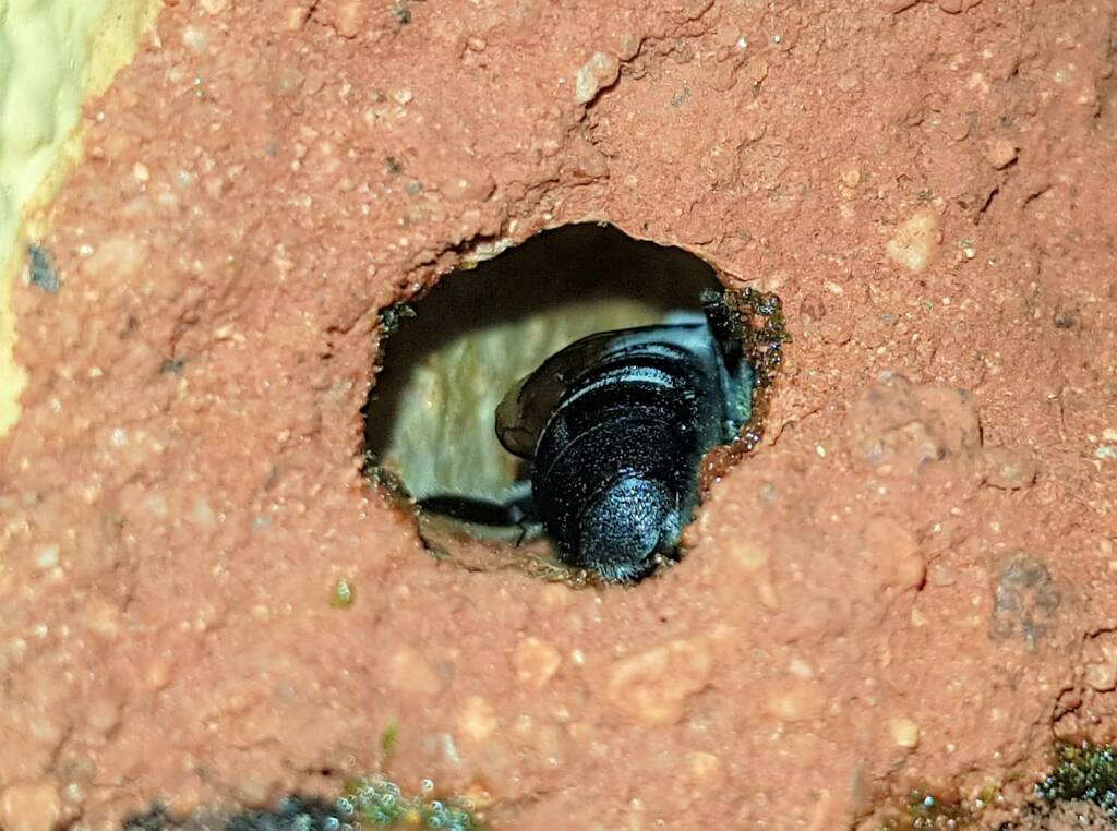 Nesting behaviour of the Golden-browed Resin Bee (Megachile aurifrons), Alice Springs, NT