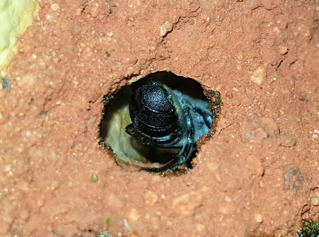 Nesting behaviour of the Golden-browed Resin Bee (Megachile aurifrons), Alice Springs, NT