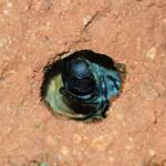 Nesting behaviour of the Golden-browed Resin Bee (Megachile aurifrons), Alice Springs, NT