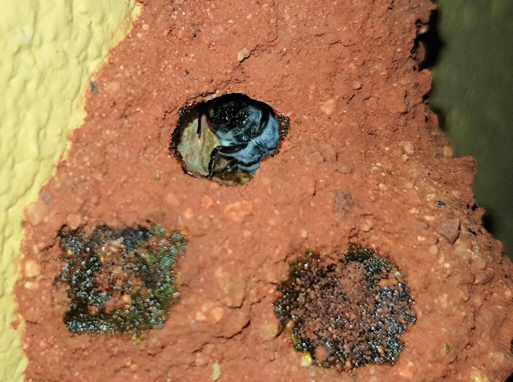 Nesting behaviour of the Golden-browed Resin Bee (Megachile aurifrons), Alice Springs, NT