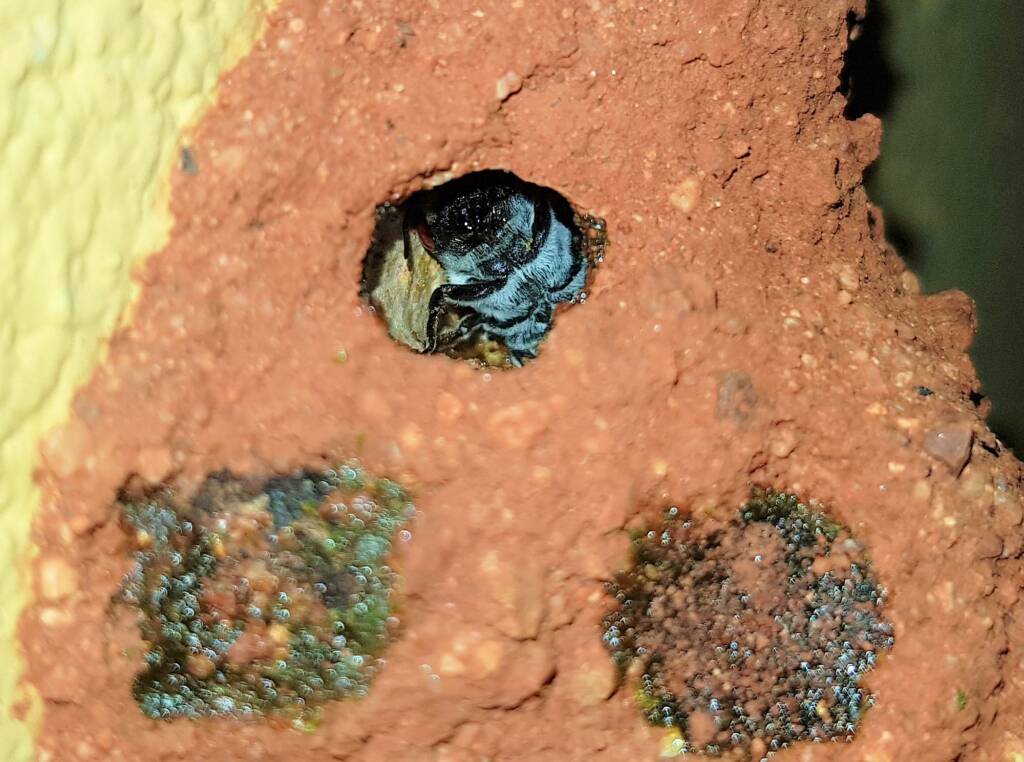 Nesting behaviour of the Golden-browed Resin Bee (Megachile aurifrons), Alice Springs, NT