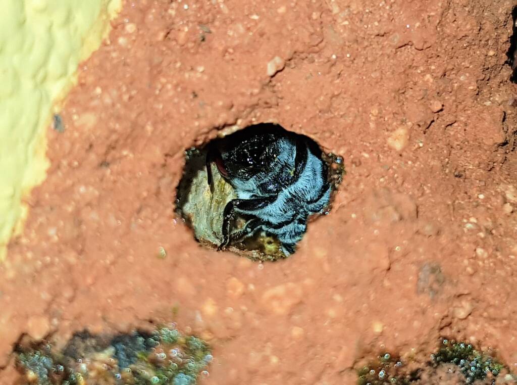 Nesting behaviour of the Golden-browed Resin Bee (Megachile aurifrons), Alice Springs, NT