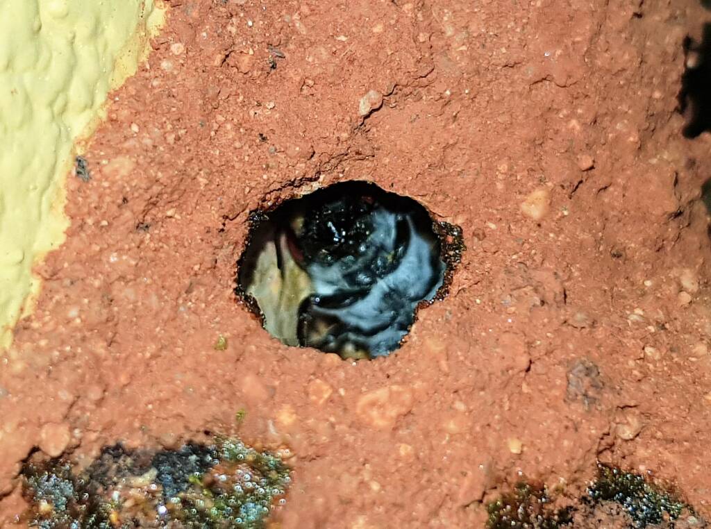 Nesting behaviour of the Golden-browed Resin Bee (Megachile aurifrons), Alice Springs, NT