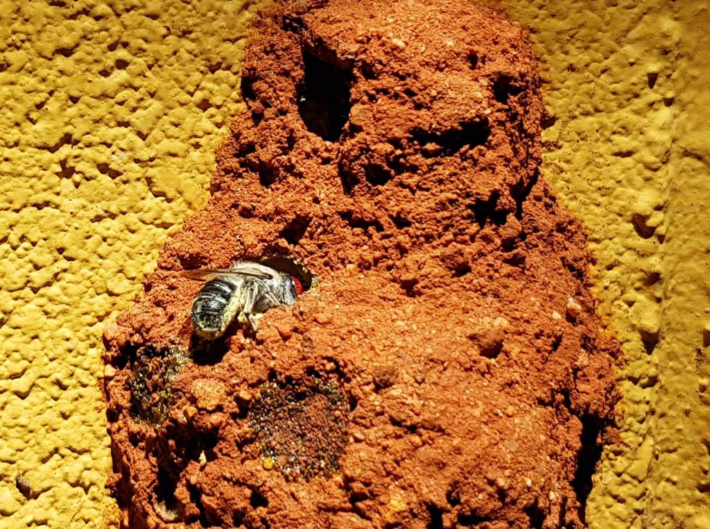 Nesting behaviour of the Golden-browed Resin Bee (Megachile aurifrons), Alice Springs, NT