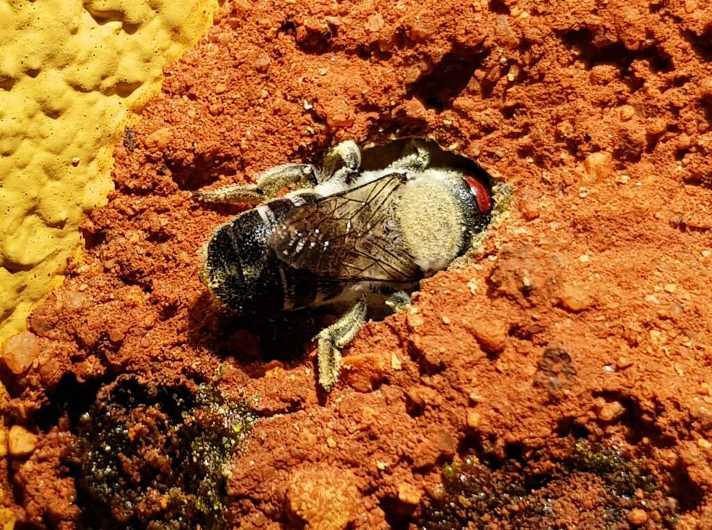Nesting behaviour of the Golden-browed Resin Bee (Megachile aurifrons), Alice Springs, NT