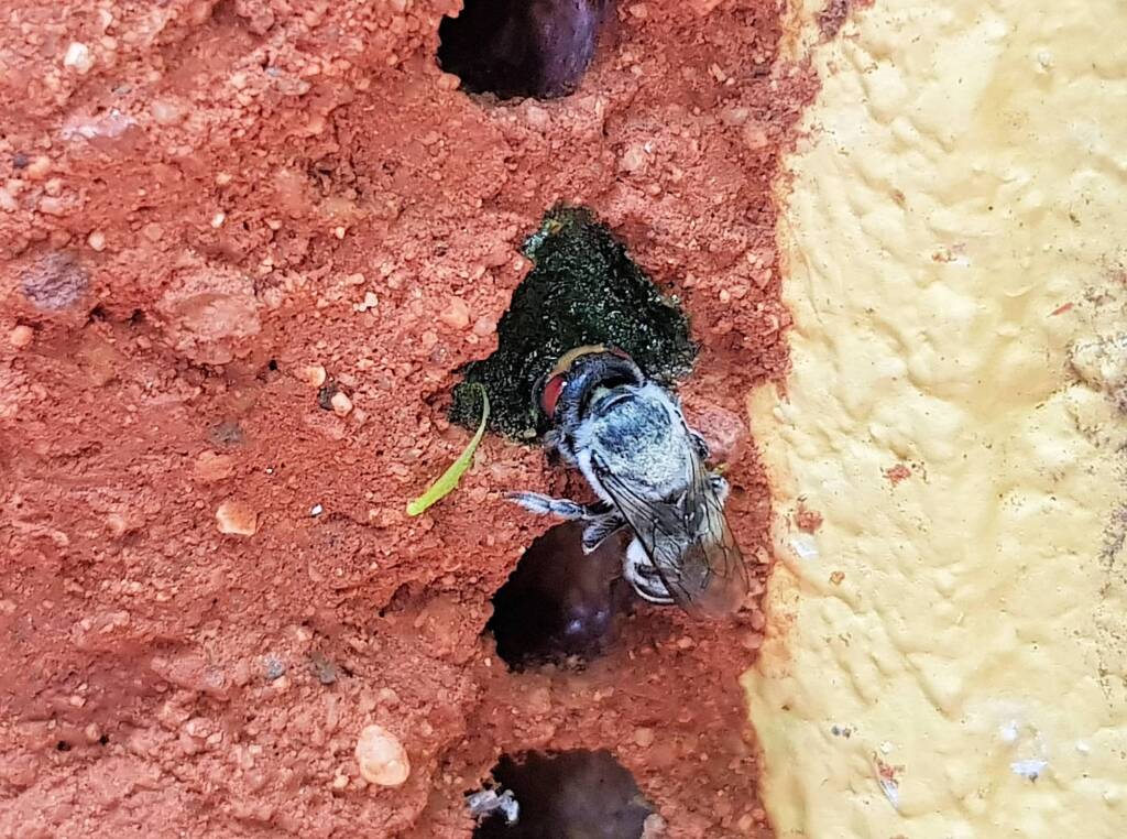 Golden-browed Resin Bee (Megachile aurifrons) capping the nest