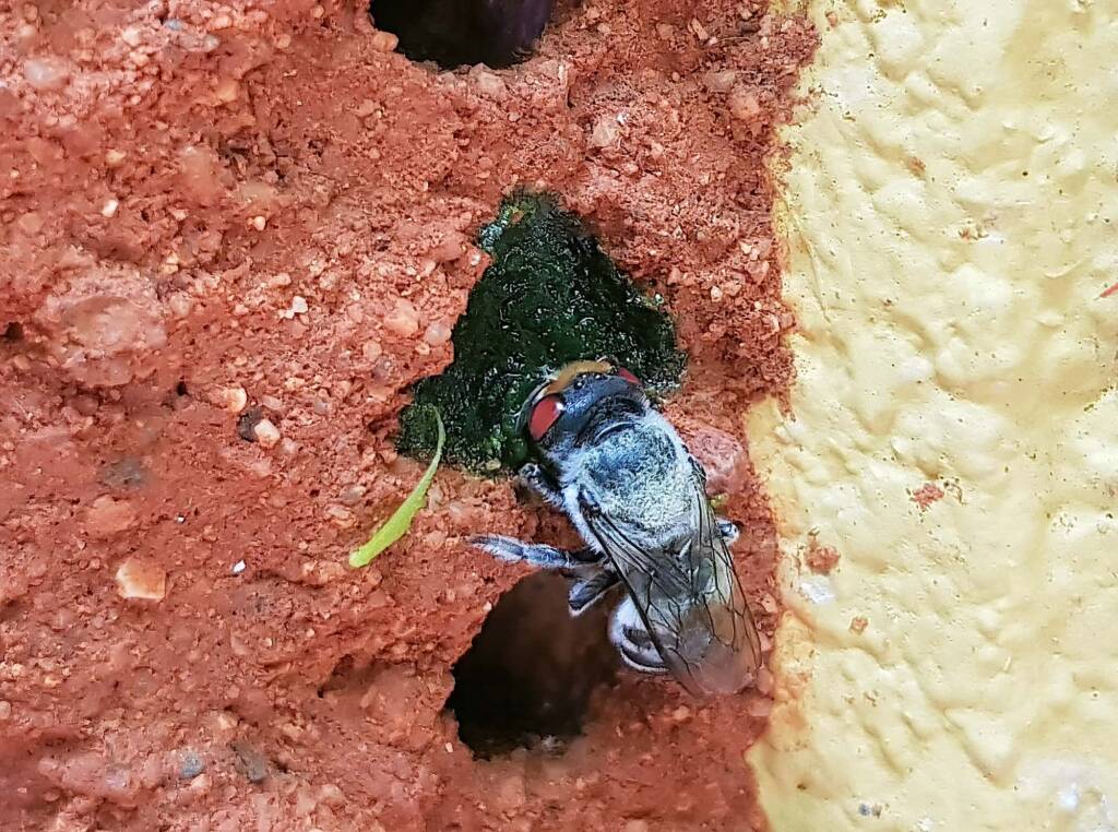 Golden-browed Resin Bee (Megachile aurifrons) capping the nest