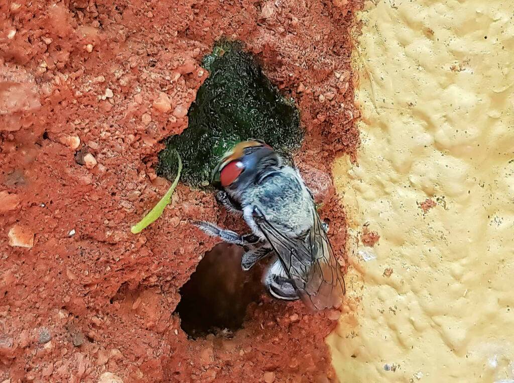 Golden-browed Resin Bee (Megachile aurifrons) capping the nest