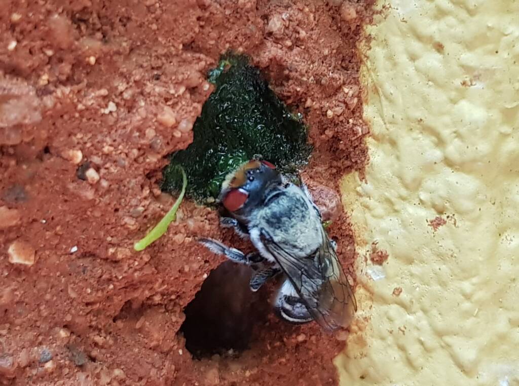 Golden-browed Resin Bee (Megachile aurifrons) capping the nest
