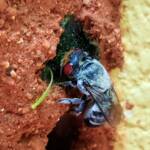 Golden-browed Resin Bee (Megachile aurifrons) capping the nest