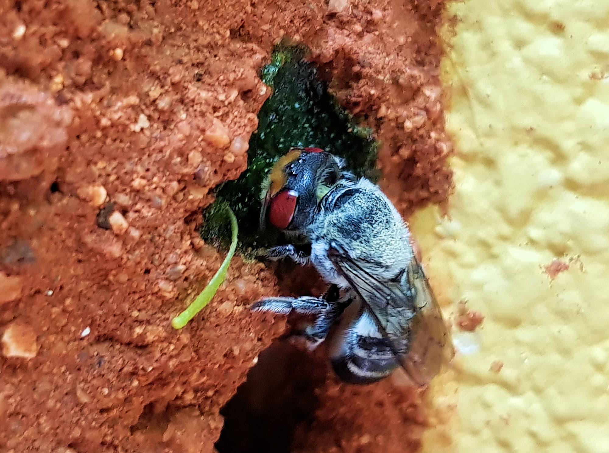 Golden-browed Resin Bee (Megachile aurifrons) capping the nest