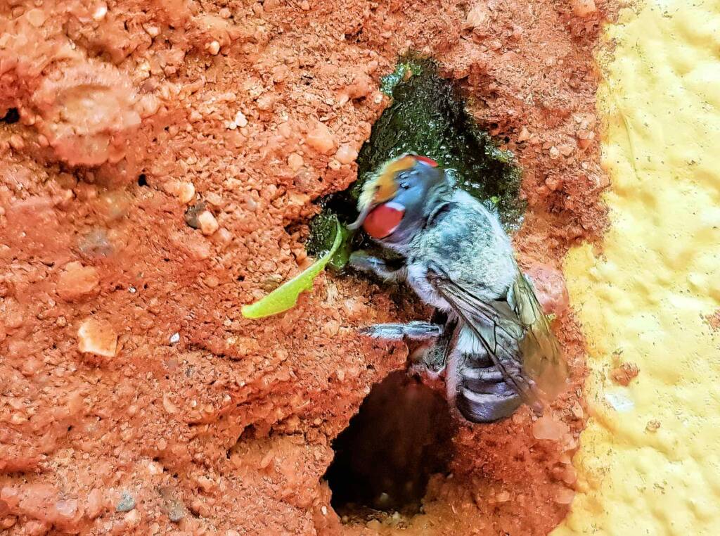 Golden-browed Resin Bee (Megachile aurifrons) capping the nest