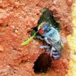 Golden-browed Resin Bee (Megachile aurifrons) capping the nest