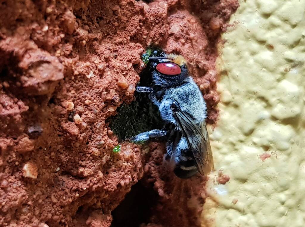 Golden-browed Resin Bee (Megachile aurifrons) capping the nest