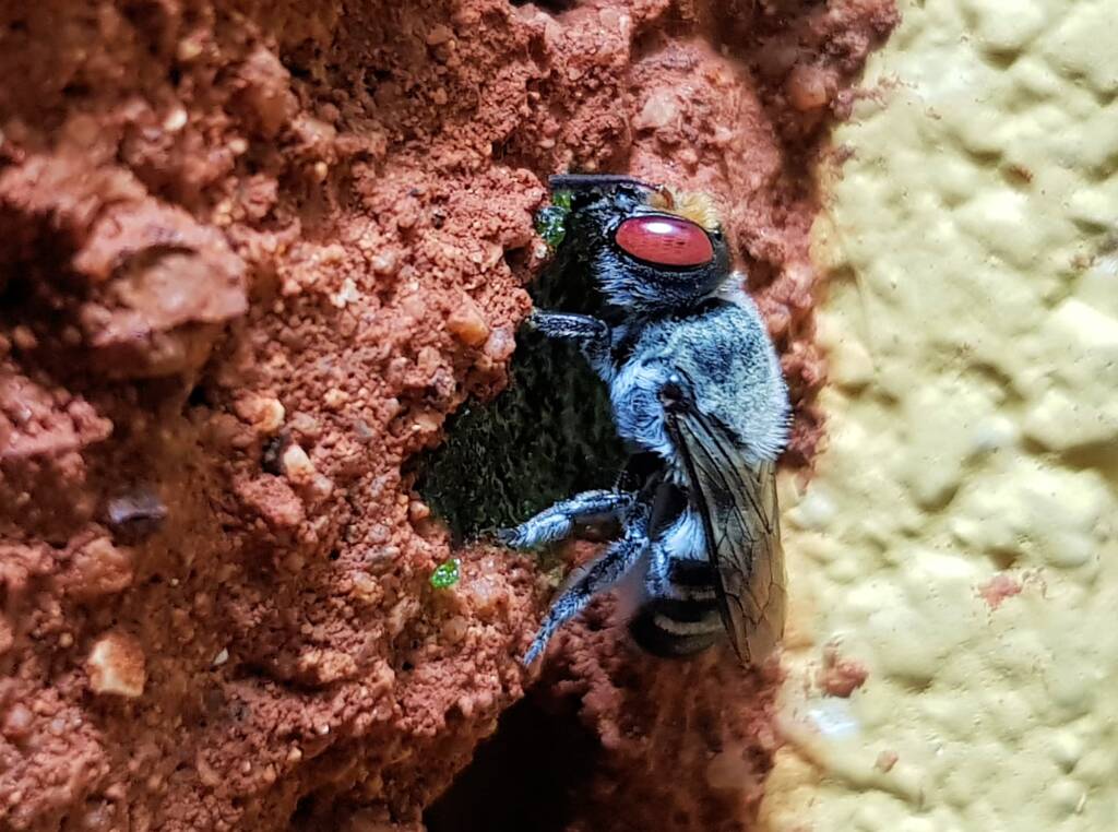 Golden-browed Resin Bee (Megachile aurifrons) capping the nest