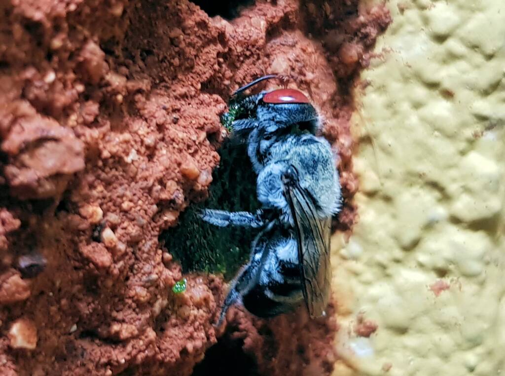 Golden-browed Resin Bee (Megachile aurifrons) capping the nest