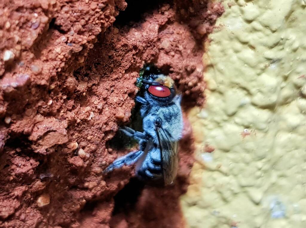 Golden-browed Resin Bee (Megachile aurifrons) capping the nest