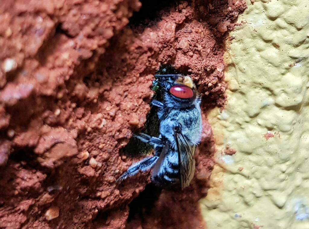 Golden-browed Resin Bee (Megachile aurifrons) capping the nest