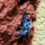 Golden-browed Resin Bee (Megachile aurifrons) capping the nest